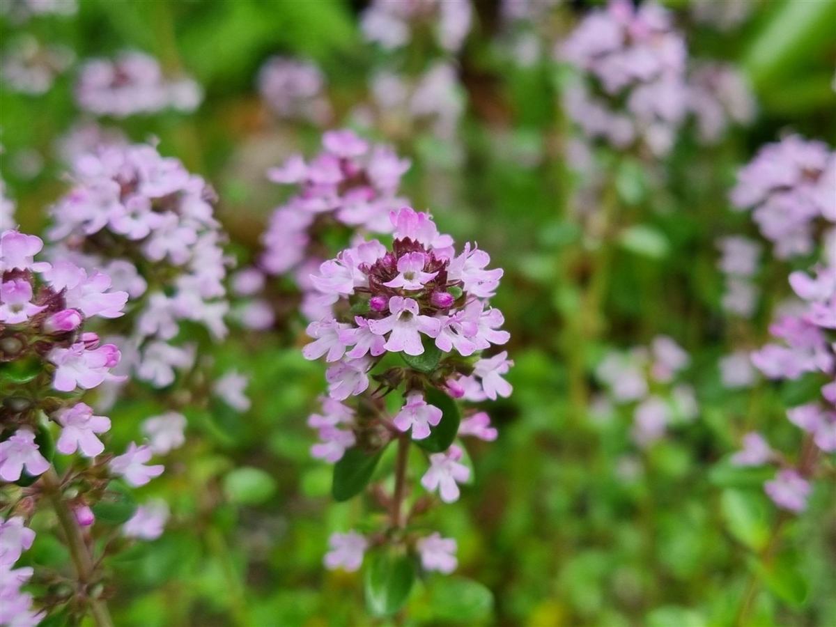 Flowering thyme, close up