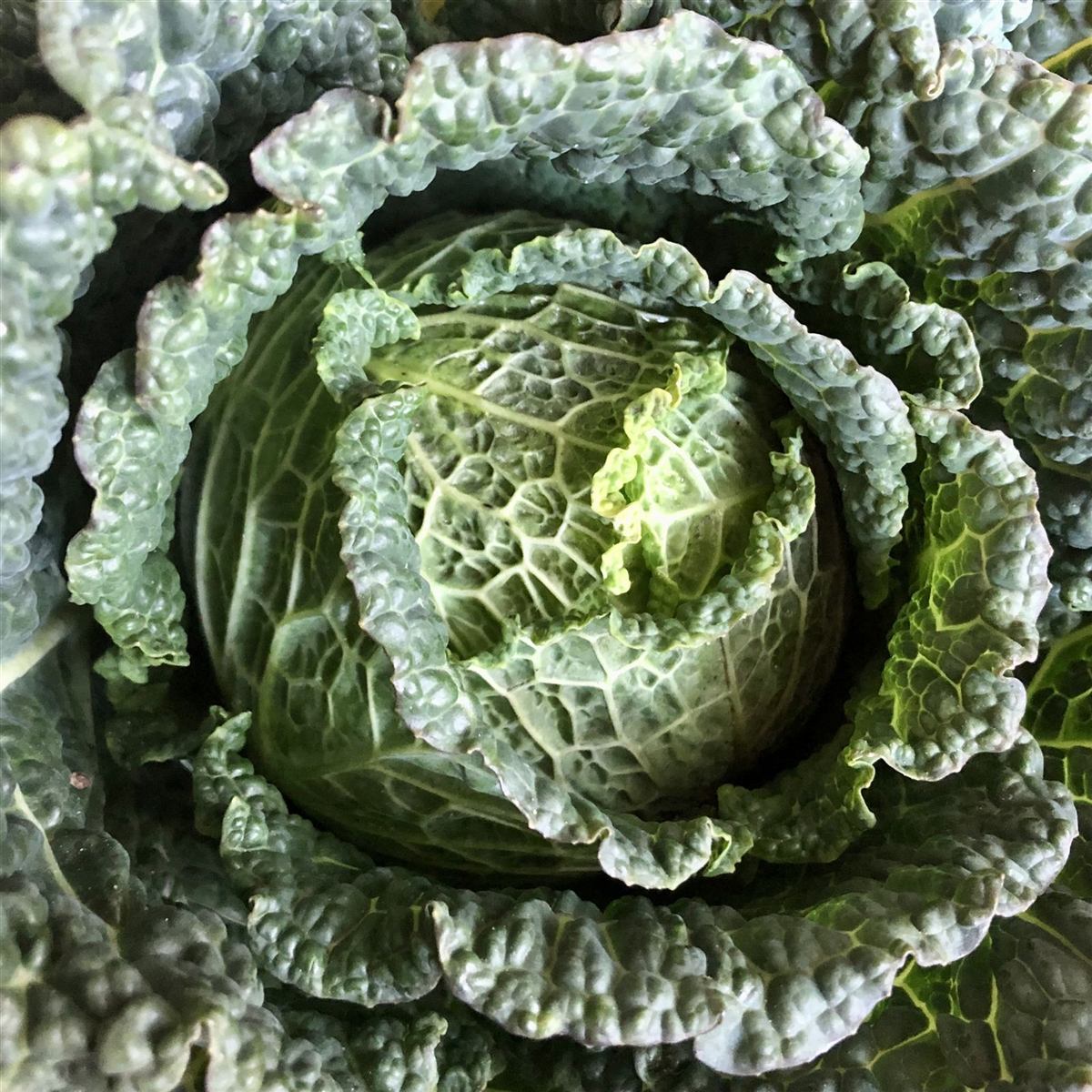 A whole savoy cabbage, close up