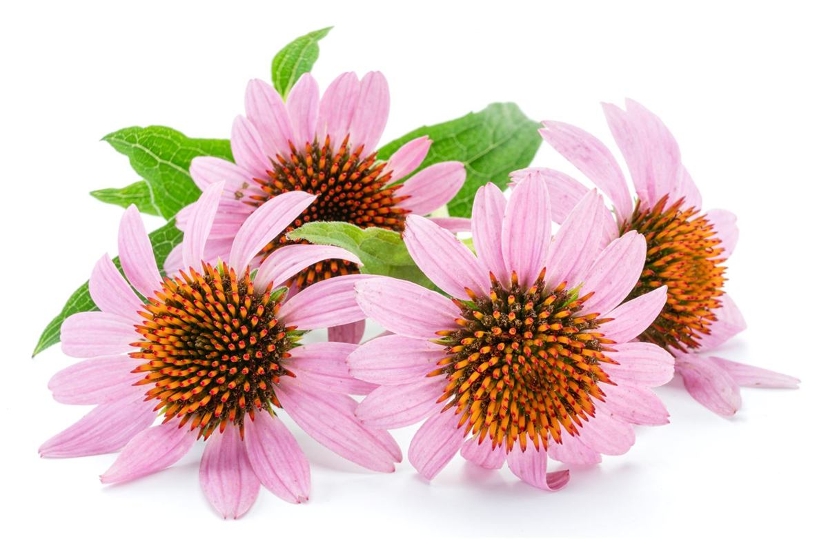 Pink echinacea flowers